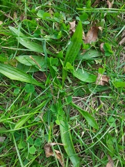 Plantago lanceolata