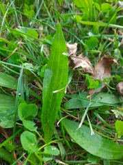 Plantago lanceolata