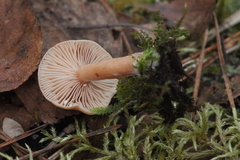 Lactarius tabidus