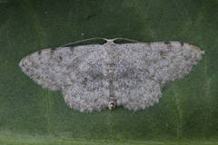 Scopula confinaria
