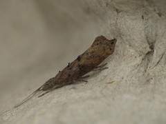 Ypsolopha horridella