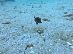 Heteropriacanthus cruentatus