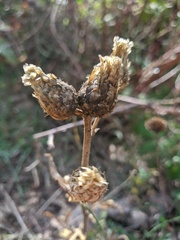 Centaurea salonitana