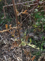 Centaurea salonitana