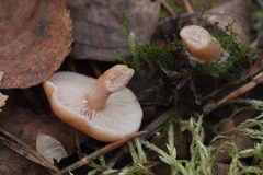 Lactarius tabidus