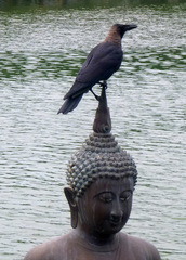 Corvus splendens