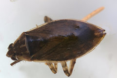 Belostoma flumineum