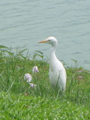 Bubulcus ibis