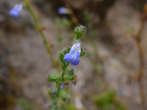Salvia occidentalis observed 2012-06-13