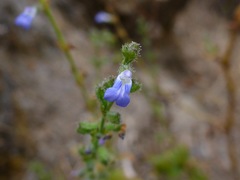 Salvia occidentalis