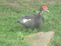 Cairina moschata domestica