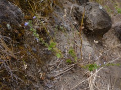 Salvia occidentalis
