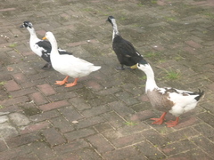 Anas platyrhynchos domesticus