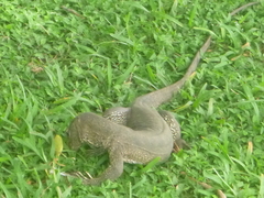 Varanus bengalensis