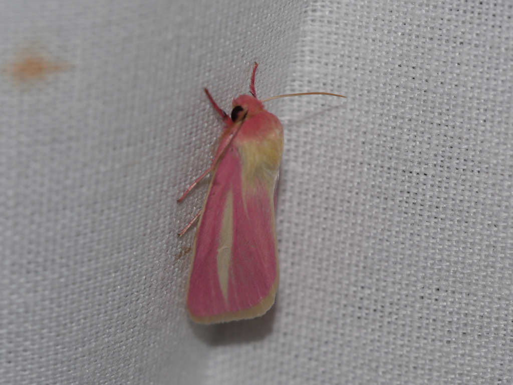 Heliocheilus julia