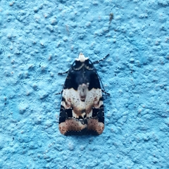 Bryolymnia bicon