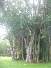 Ficus benghalensis