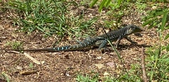 Ameiva praesignis