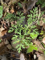 Thaspium pinnatifidum