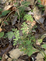 Thaspium pinnatifidum