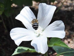 Anthophora californica