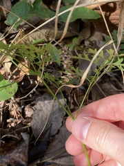 Thaspium pinnatifidum