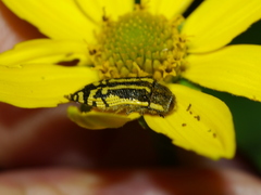 Acmaeodera amplicollis