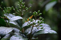 Viburnum erubescens