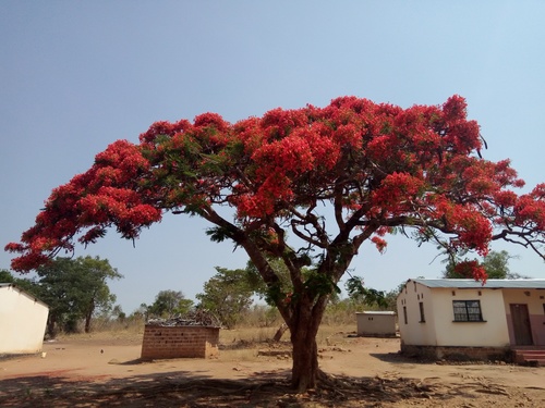 Photo 101472942, (c) Saeli Mwiya, some rights reserved (CC BY-NC ...