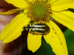 Acmaeodera amplicollis