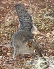 Sciurotamias davidianus