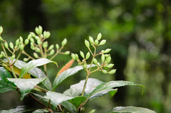 Viburnum erubescens