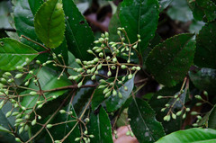 Viburnum erubescens