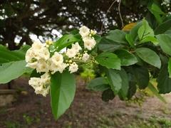 Cordia alba