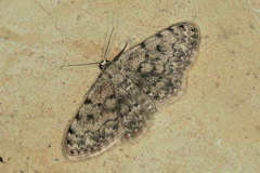 Scopula diffinaria