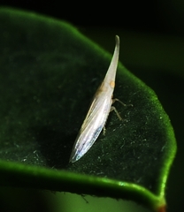 Paradorydium paradoxum