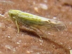 Typhlocybella