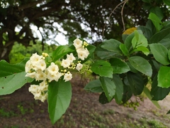 Cordia alba