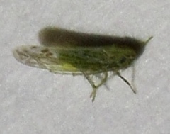Typhlocybella