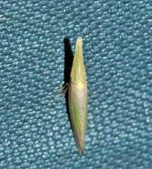 Paradorydium paradoxum