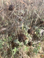 Gaillardia aestivalis