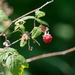 Rubus idaeus - Photo (c) Erika Mitchell,  זכויות יוצרים חלקיות (CC BY-NC), uploaded by Erika Mitchell
