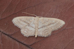 Idaea mediaria