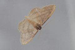 Idaea mediaria