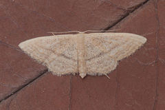 Idaea mediaria