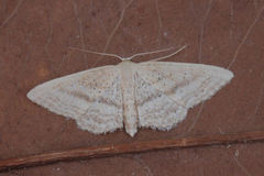Idaea mediaria