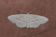 Idaea mediaria