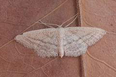 Idaea mediaria