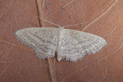 Idaea mediaria