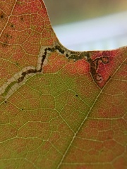 Stigmella saginella